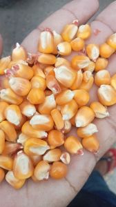 Maize Flakes, Color : Yellow, Weight : 500g for Breakfast Cereal