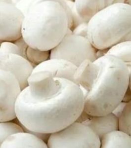 White Mushroom, Packaging Size : 500g, 1Kg