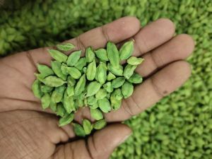 green cardamom