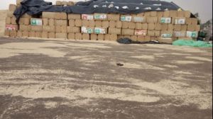 Ecoharvest Wheat Straw Bales Ecoharvest Wheat Straw Bales