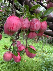 Fresh Kashmiri Apple