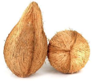 A Grade Fresh Semi Husked Coconut