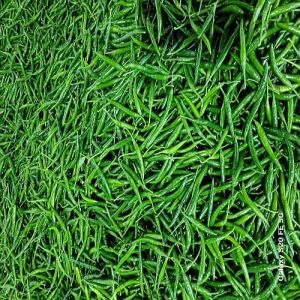 Export Quality G4 Green Chilli