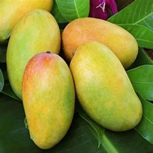 Fresh Indian Kesar Mango