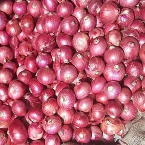 Fresh Red Garva Onion
