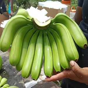 Premium Grade G9 Canvendish Banana