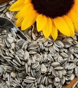Sunflower Seed