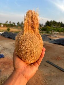 Semi Husked Coconut, Color : Brown Medium To Large