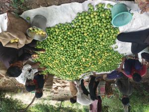 Fresh Green Lemons Fresh Green Lemons