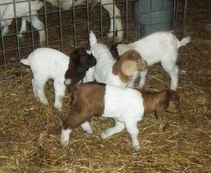 Baby Boer Goat