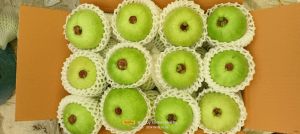 Green Organic Fresh Guava for Human Consumption