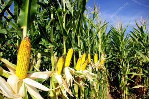 Organic Yellow Corn, Seed Type : Hybrid, Grade : Feed Grade 10%