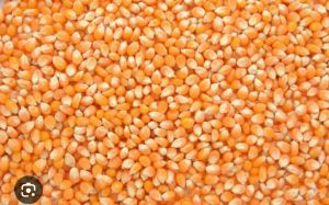 Organic Yellow Maize Fresh