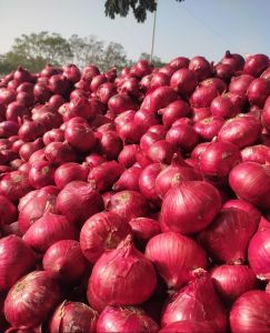 A Grade Red Onion