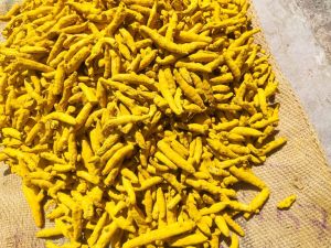 Nizamabad Turmeric Finger