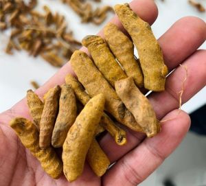 Salem Turmeric Finger