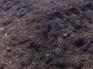 Pure Cow Dung Manure