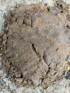 cow dung cakes