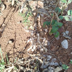 Soya Bean Seeds for Planting Or Cooking