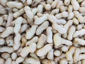 Peanut Groundnut