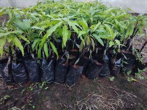 Natural Hapus Mango Tree for Garden, Outdoor, Plantation