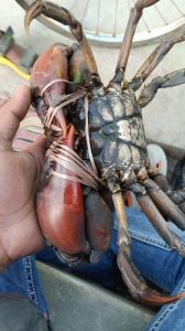 Mud Crab Live, Packaging Type : Thermocole Box for Food