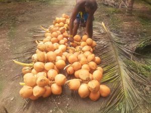 Fresh Coconut, Color : Brown, Weight : Varies for Consumption