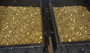 Gold Nuggets