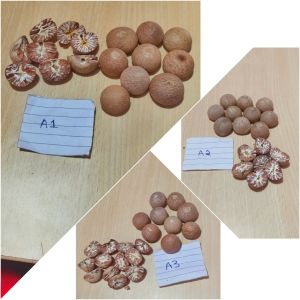 Whole Dried Betel Nuts for Human Consumption