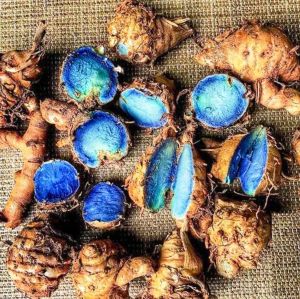 Organic Black Turmeric Finger Medicine Grade