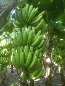 green banana, Packaging Size : 5Kg, 10Kg, 25Kg