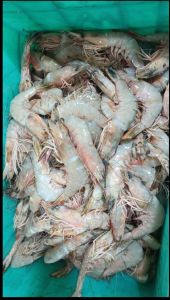 Jhinga Fish, Color : Creamy Dried, Fresh, Frozen