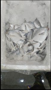 Pomfret Fish