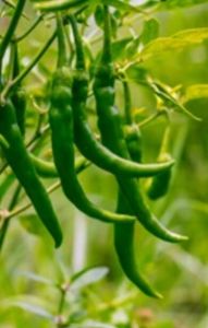Organic Green Chilli for Spices, Cooking