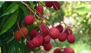 Lychee, Quality Available : A Grade for Juice, Human Consumption