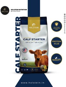 Holstein Calf Starter