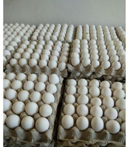 white eggs