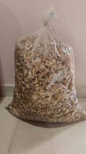 dry oyster mushroom