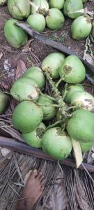 Fresh Tender Coconut