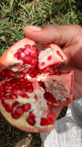 Red Organic Pomegranate