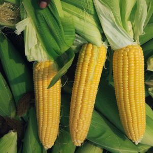 Sweet Corns