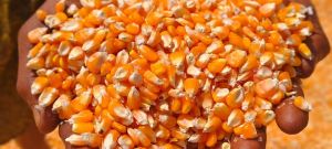 Organic Yellow Maize (Corn), Seed Type : Hybrid, Grade : Feed Grade