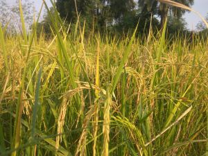 Paddy Seed, Packaging Type : Bags, Sacks For Agriculture, Farming