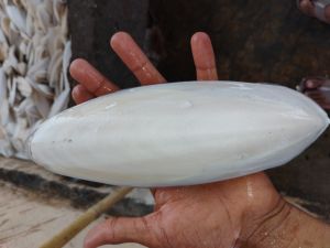 Cuttle Fish Bone, Color : White, Packaging Type : Bulk