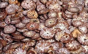 Dried Betel Nut, Packaging Type : Plastic Packets