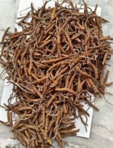 Caterpillar Fungus Organic Keeda Jadi