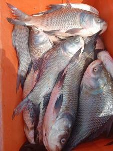 Catla Fish, Packaging Type : Vacuum-sealed For Cooking