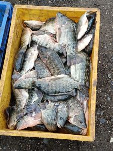 Tilapia Fish