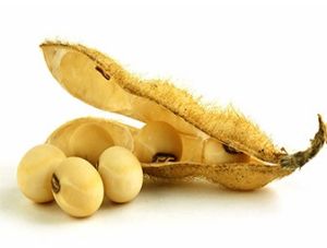 Soybean Seeds