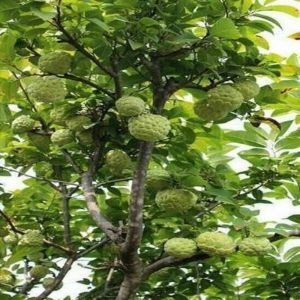 Natural Custard Apple Plants for Garden, Plantation